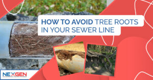 Roots in a Sewer Line